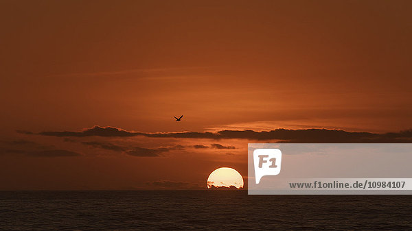 Australien  New South Wales  Sonnenuntergang und fliegender Vogel