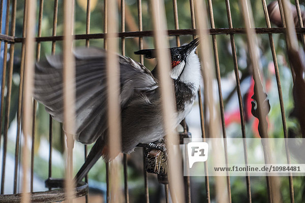Thailand,  Tubkaek,  Vogel im Käfig