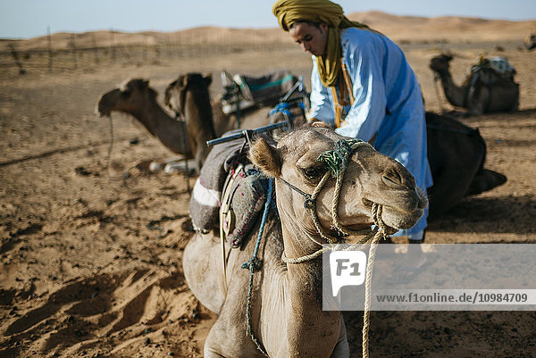 Berbermann bereitet Kamele für die Reise vor