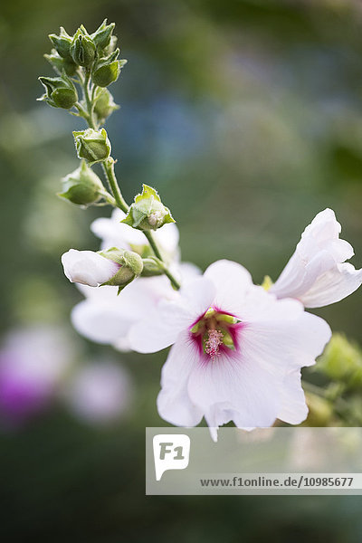 Hollyhock-Blume  Malve  Blüte