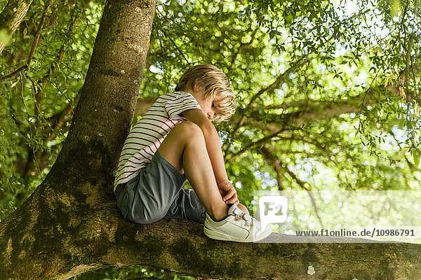 Little boy sitting on a tree in the forest