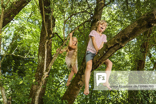 Der kleine Junge und seine Schwester klettern auf einen Baum im Wald.
