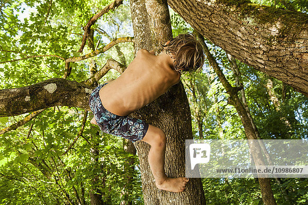 Back view of little boy climbing on a tree in the forest