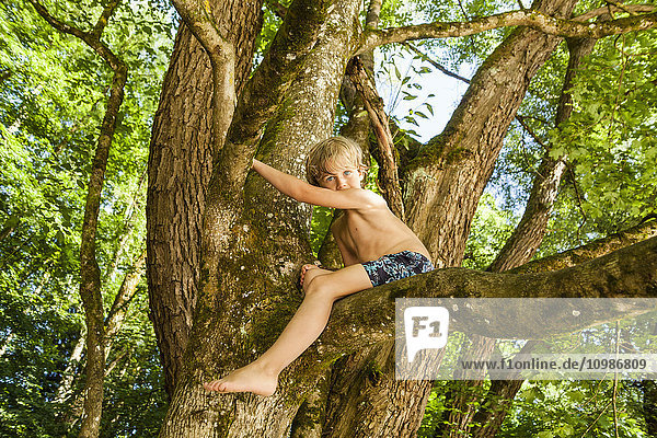 Kleiner Junge klettert auf einen Baum im Wald