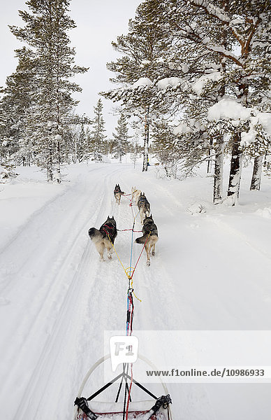 Schweden  in der Nähe von Village Idre  Schlittenhunde und Hunde im Winter