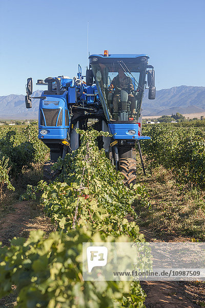 Grape harvesting machine in vineyard