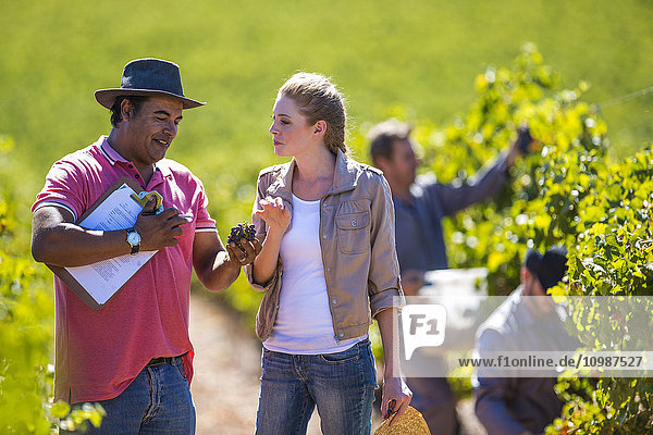 Man and woman in vineyard examining grapes