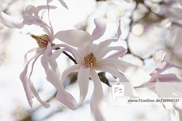 Close-up of Blossoms on Tree in Spring Hamburg Germany