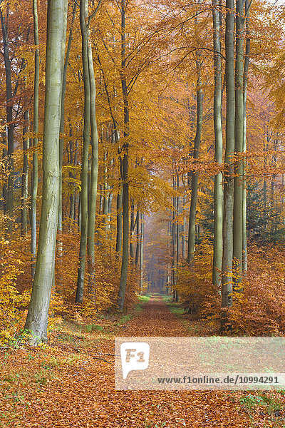 Path through European Beech (Fagus sylvatica) Forest in Autumn  Spessart  Bavaria  Germany