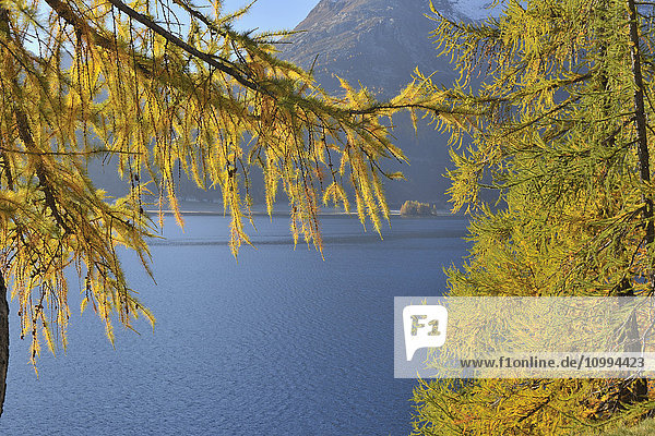 Blick auf den Silsersee durch die Bäume im Herbst  Engadin  Kanton Graubünden  Schweiz