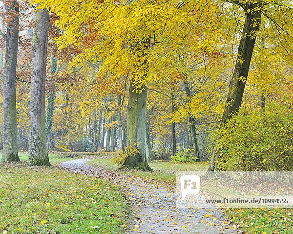 Forest Path in Autumn  Bavaria  Germany