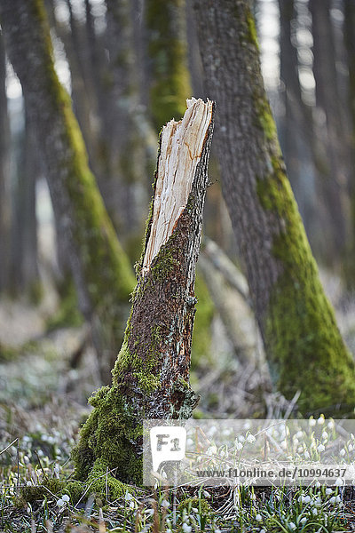 Close-up of Broken Tree Trunk in Spring Snowflake (Leucojum vernum) Covered Forest in Spring  Upper Palatinate  Bavaria  Germany