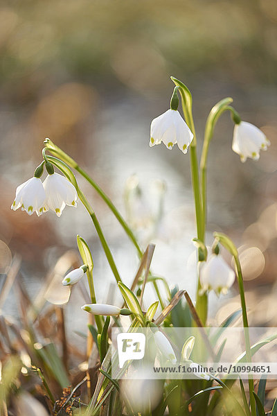 Nahaufnahme von Frühlingsschneeflocken (Leucojum vernum)  Blüte im Frühling  Oberpfalz  Bayern  Deutschland