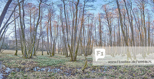 Landschaft mit blühenden Frühlingsschneeflocken (Leucojum vernum) im Sumpf im Frühling,  Oberpfalz,  Bayern,  Deutschland