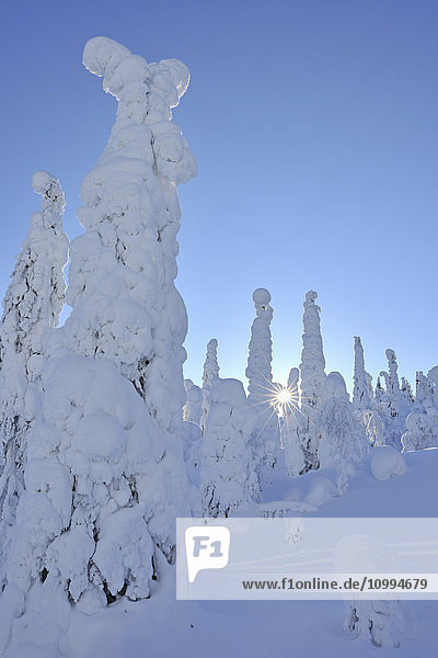 Snow Covered Trees with Sun in Winter  Rukatunturi  Kuusamo  Nordoesterbotten  Finland