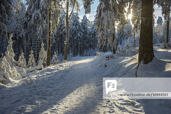 Schneebedeckter Winterwald mit Weg und Sonne  Großer Feldberg  Frankfurt  Taunus  Hessen  Deutschland