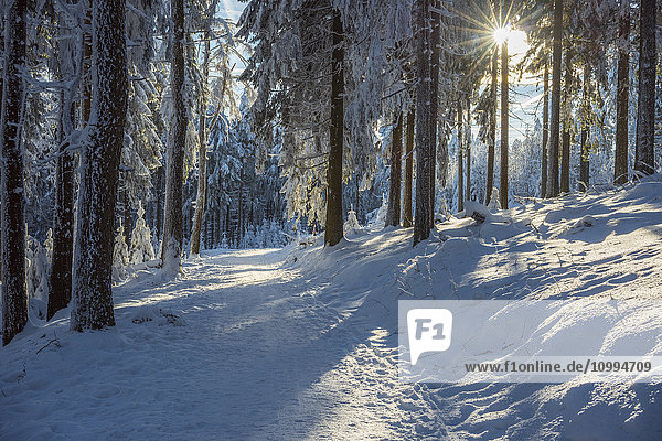 Snow Covered Winter Forest with Path and Sun  Grosser Feldberg  Frankfurt  Taunus  Hesse  Germany