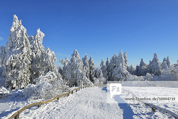 Snow Covered Winter Landscape with Path  Grosser Feldberg  Frankfurt  Taunus  Hesse  Germany