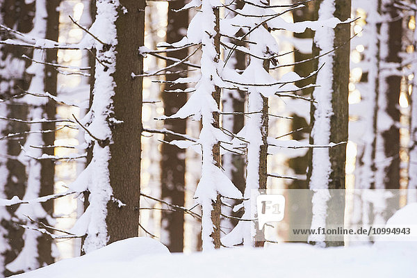 Close-up of Norway spruce (Picea abies) tree trunks in forest  covered in snow in winter  Bavarian Forest  Bavaria  Germany