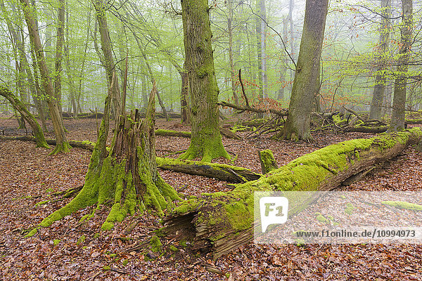 Dead Wood Covered in Moss in Beech Forest in Spring  Hesse  Germany