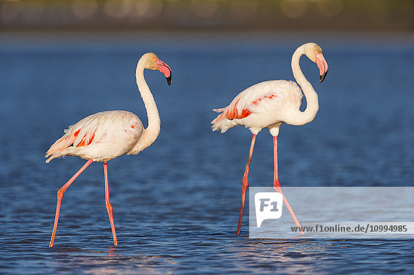 Großer Flamingo (Phoenicopterus roseus)  Saintes-Maries-de-la-Mer  Parc Naturel Regional de Camargue  Frankreich