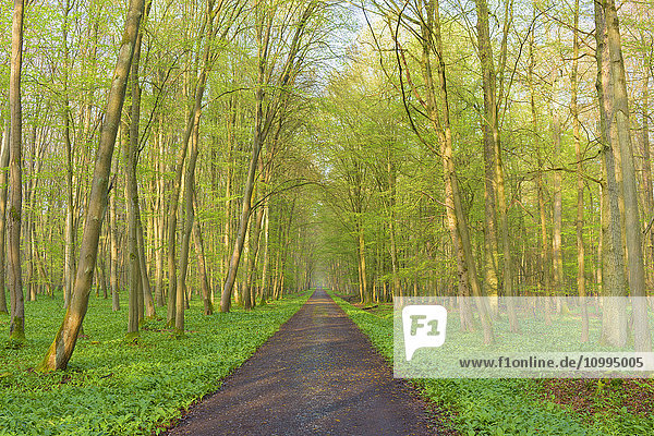 Path through European Beech (Fagus sylvatica) Forest  Hesse  Germany