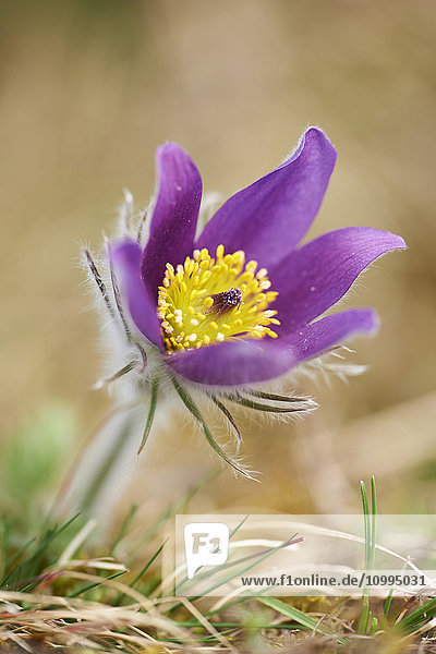 Close-up of Common Pasque Flower (Pulsatilla vulgaris) Blossom in Spring  Bavaria  Germany