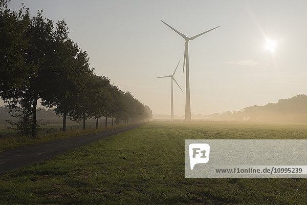 Wind Turbines in Morning Mist  Halle Westfalen  Gutersloh  North Rhine-Westphalia  Germany
