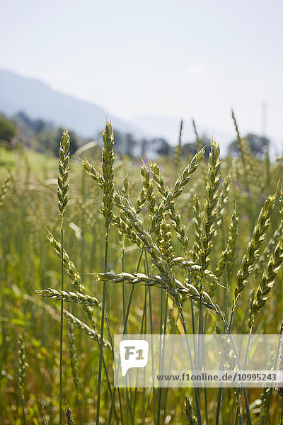 Close-up of Grain Field in Summer Carinthia Austria
