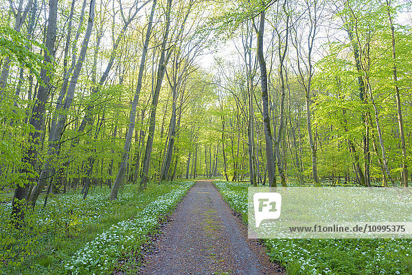 Pfad durch einen Rotbuchenwald (Fagus sylvatica) mit Bärlauch (Allium ursinum) im Frühling  Hessen  Deutschland