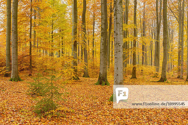 Beech Tree Forest in Autumn  Spessart  Bavaria  Germany