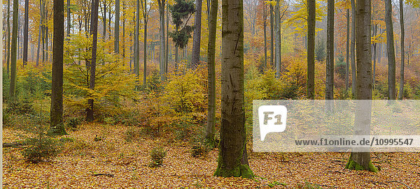 Colorful Autumn Forest  Spessart  Bavaria  Germany