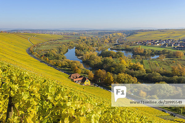 Agrarlandschaft mit der Mainschleife und bunten Weinbergen bei Volkach  Bayern  Deutschland