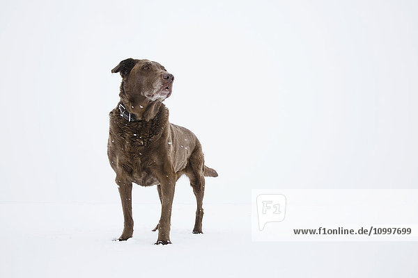 Hund auf Schnee stehend