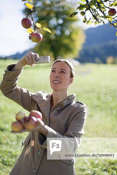 Austria Salzburger Land Maria Alm Mature woman photographing apples on tree