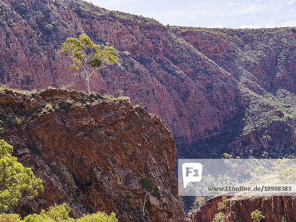 Australia  Outback  Northern Territory  Red Centre  West Macdonnel Ranges  Ormiston Gorge  Tree on ridge in red rock mountains