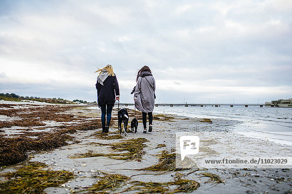 Rear view of female friends walking with dogs on shore against sky
