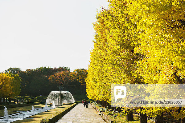 Gelbe Ginkgoblätter in einem Stadtpark  Tokio  Japan