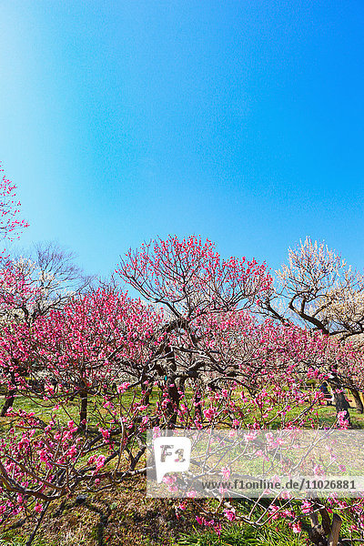 Pflaumenblüten  Tokio  Japan