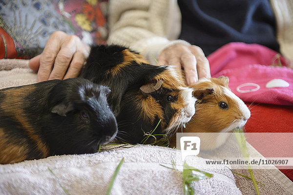 Animal-assisted therapy with guinea pigs in nursing home
