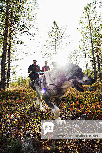Jagdhund beim Spaziergang im Wald mit zwei Jägern