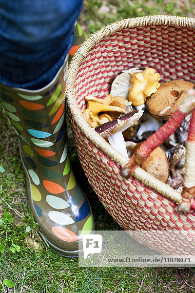 Menschliches Bein mit Korb gefüllt mit Pilzen