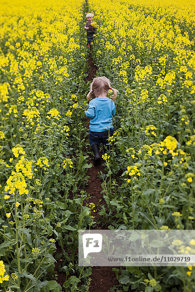 Children walking through oilseed rape field