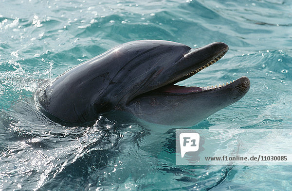 Delfin im Wasser  Nahaufnahme