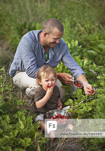 Father and son in strawberry field