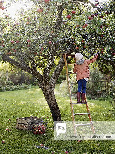Girl on ladder picking apples  Varmdo  Uppland  Sweden