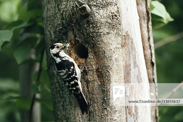 Lesser Spotted Woodpecker  Sweden.