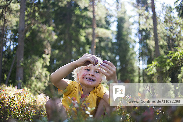 A boy picking blueberries