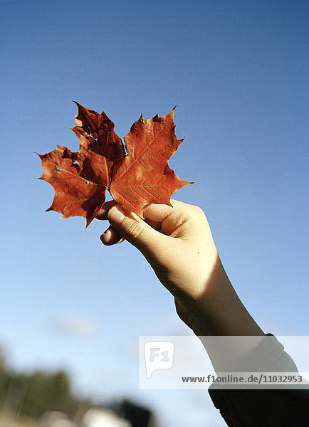 An autumn leaf in a hand.