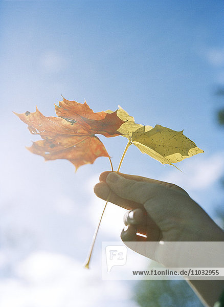 An autumn leaf in a hand.